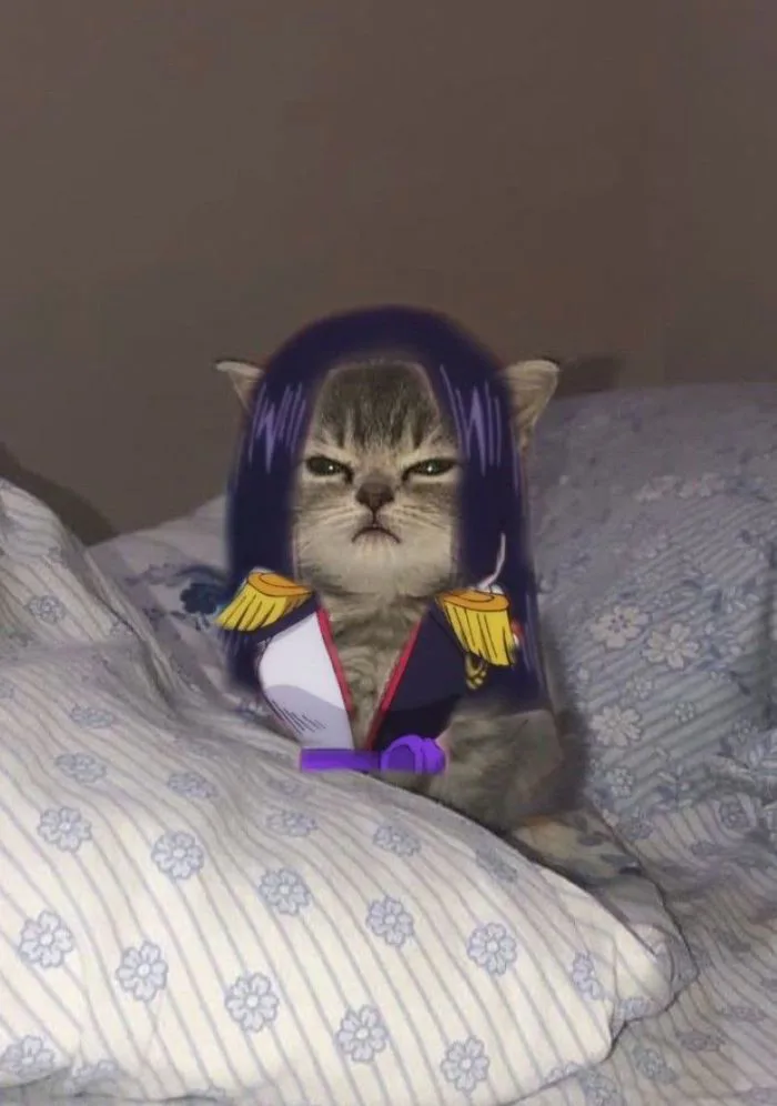 Chiêm Ngưỡng 200+ Ảnh Mèo Cosplay Anime Cute Ngọt Ngào Siêu Độc Đáo