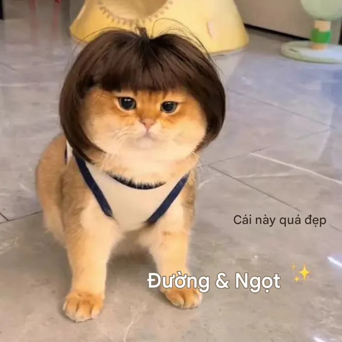 🎀 Tóc Giả Bob Cho Thú Cưng – Phụ Kiện Chụp Ảnh Mèo Chó Dễ Thương Hài Hước,  Cosplay Kiểu KUN | Shopee Việt Nam