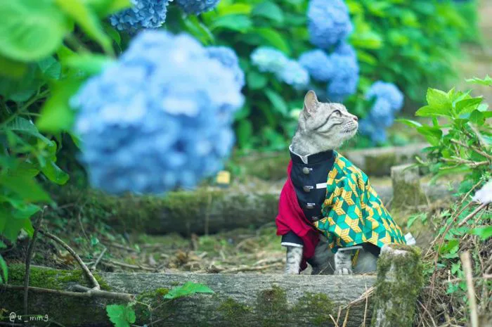 Khi mèo cũng biết Cosplay | KILALA