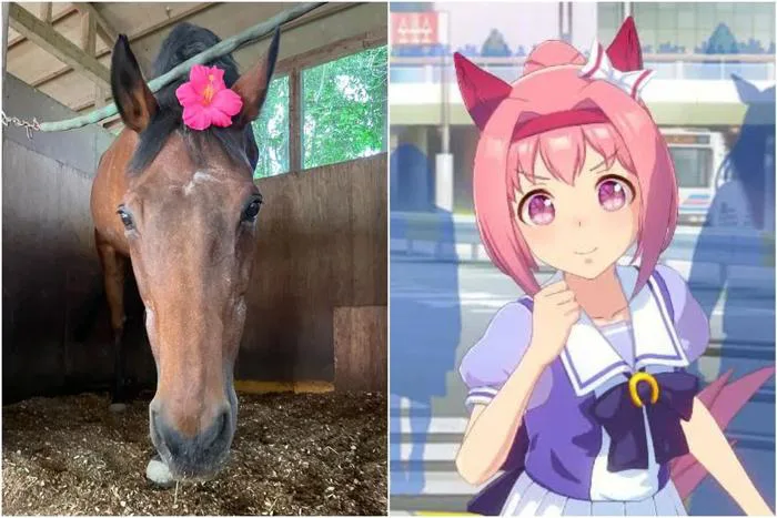 Japanese racehorse famed for losing all her races sees surge in popularity  after mobile game launch | The Straits Times